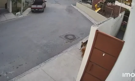 Comparten caso de crueldad animal en Saltillo… pastor alemán mata a Shih Tzu y dueño no responde