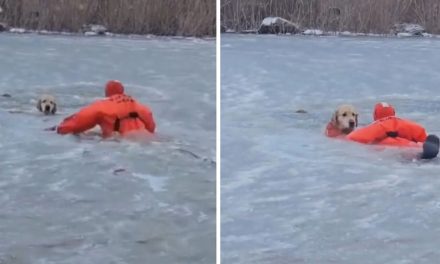 Video: Así fue el milagroso rescate de Phoenix, un golden retriever, en un lago congelado