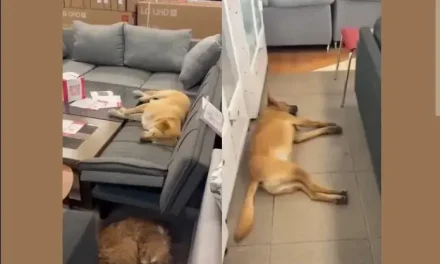 Perritos se cuidan de las inclemencias del tiempo en tiendas Elektra y se vuelven virales