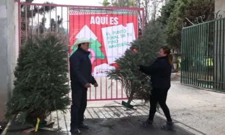 Lleve su pino navideño natural a alguno de los centros de acopio