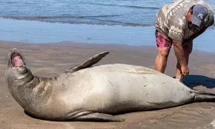 Bañistas increpan a un hombre por hostigar a un lobo marino en playa argentina