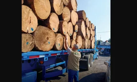 Profepa asegura madera en operativos forestales en Michoacán