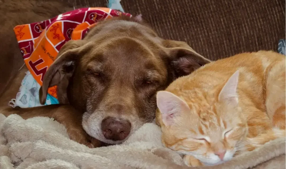 ¿Cómo identificar y cuidar a tu mascota cuando dan señales de envejecimiento?