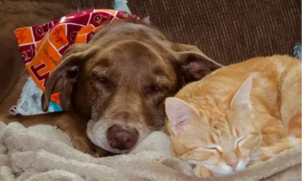 ¿Cómo identificar y cuidar a tu mascota cuando dan señales de envejecimiento?
