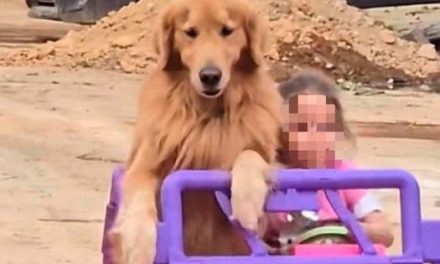 Video: Pequeñita pasea junto a su Golden Retriever como copiloto y enternece las redes