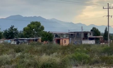 Pegó el clima a la producción del nogal en las regiones Laguna y Sureste