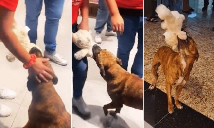 Perrito que se robó un peluche en juguetería en Mérida encuentra un hogar