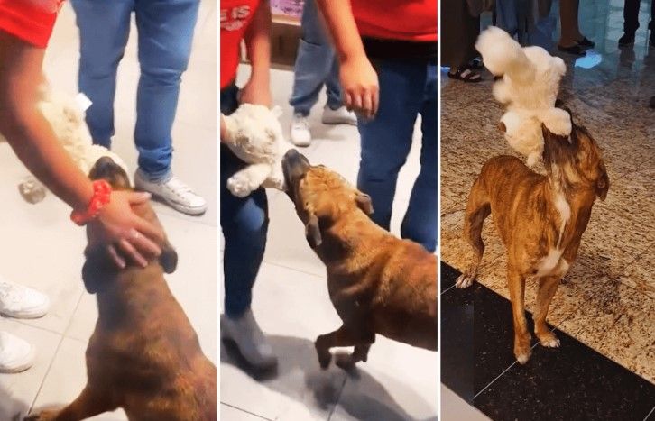 Perrito que se robó un peluche en juguetería en Mérida encuentra un hogar