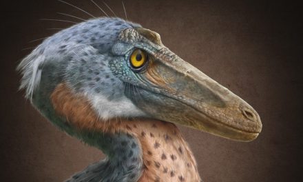 Presentan al ‘Xenovenator espinoso’; nueva especie de dinosaurio