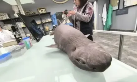 Sorprende hallazgo en playas de España: Encuentran raro ejemplar de un tiburón foca
