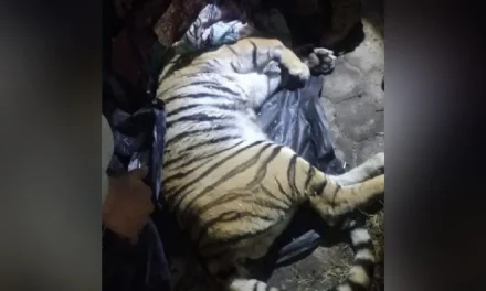 Autoridades aseguran a un tigre hallado en una vivienda de Cuautitlán Izcalli