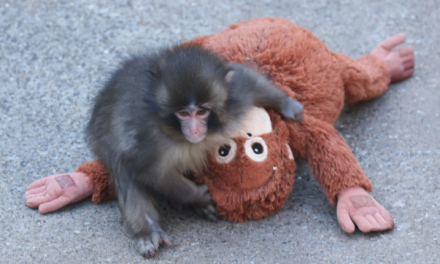 Punch comienza a integrarse y ya es aceptado por otros monos en el Zoológico de Ishikawa