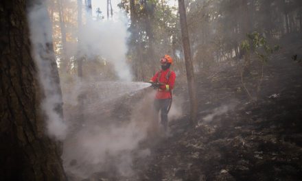 Veinte incendios forestales permanecen activos en siete estados del país