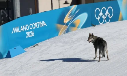 Video: Perro se ‘mete a competir’ en los Juegos Olímpicos de Invierno