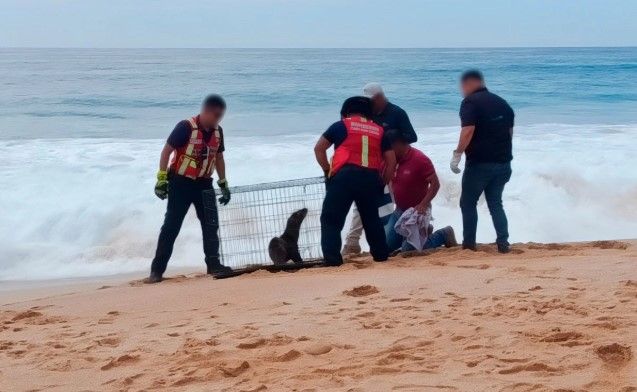 Rescatan a cinco lobos marinos enmallados en Baja California Sur