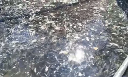 Miles de peces murieron estos días en el lago de la Ciudad Deportiva