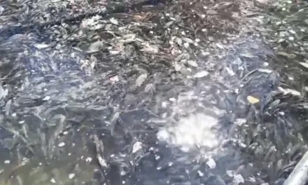 Niegan información acerca de muerte de peces en el lago de la ciudad deportiva