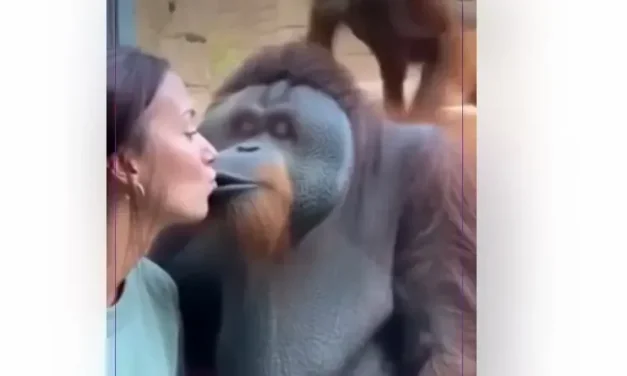¡Atrapado!  Orangután se vuelve viral por ‘andar de infiel’ frente a su pareja