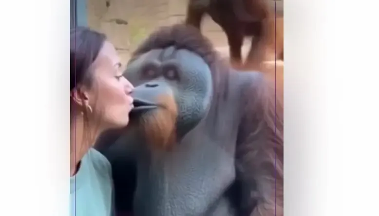 ¡Atrapado!  Orangután se vuelve viral por ‘andar de infiel’ frente a su pareja