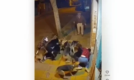 ¿Fue real? Manada de perros ataca a una de Therians en plena calle