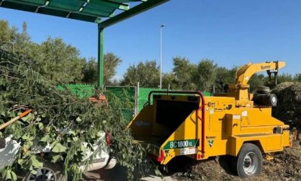 Por concluir la temporada de poda libre en Torreón