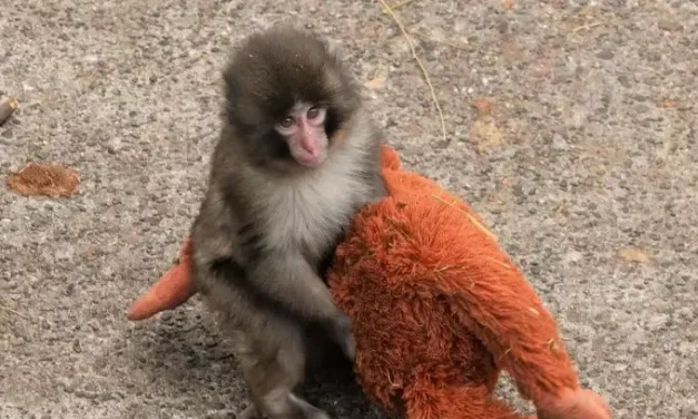 ‘Punch’ conmueve al mundo al aprender a caminar en dos patas