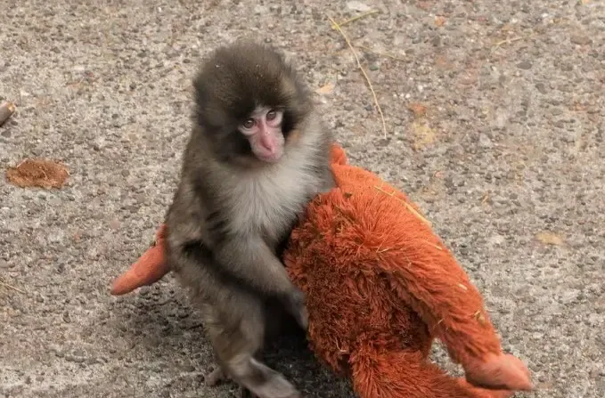 ‘Punch’ conmueve al mundo al aprender a caminar en dos patas