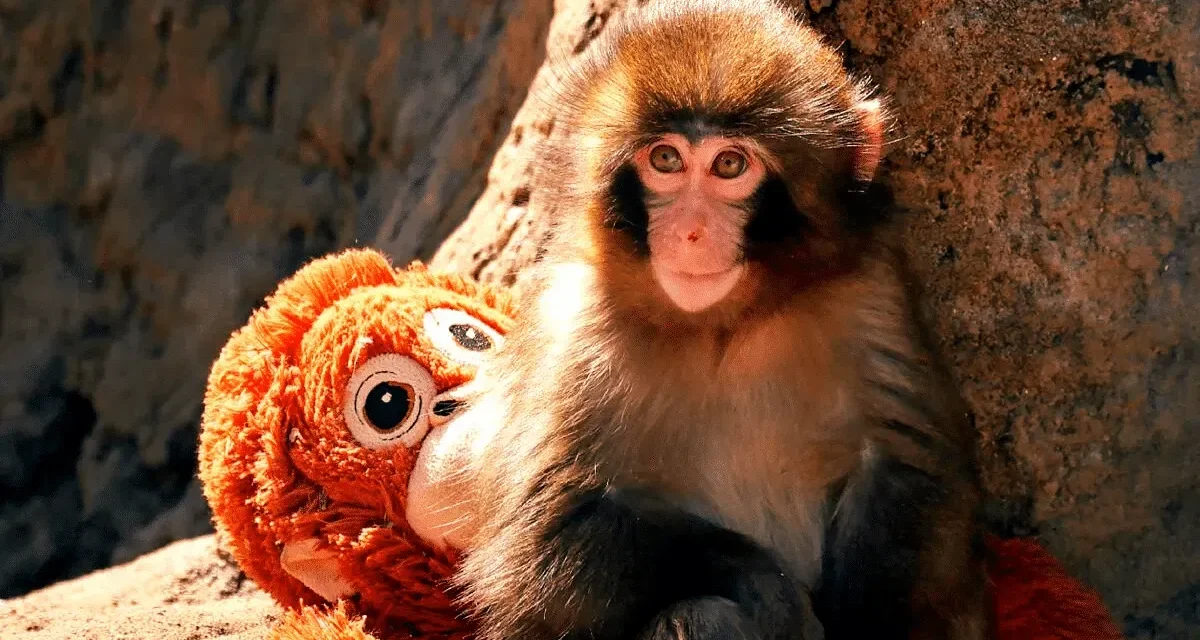 PETA afirma que Punch sufre ‘trauma emocional’