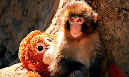 PETA afirma que Punch sufre ‘trauma emocional’