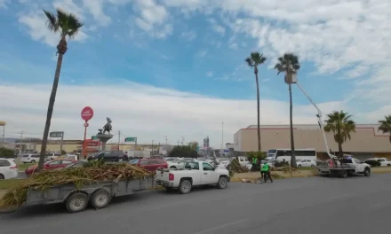 Realiza Municipio poda preventiva de las palmas en bulevar Francisco Coss