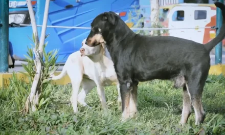 Plantea diputada refugios temporales para mascotas en situación de calle