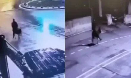 El insólito robo a una joyería… ladrón escapa en un burro