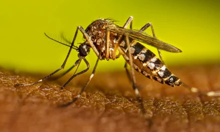 Alarma por Dengue en México: Se confirman 552 casos en el primer mes del año