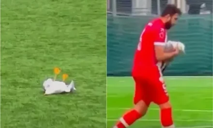 ‘Milagro’ en Turquía… futbolista salva a una gaviota con RCP tras recibir un balonazo en pleno partido