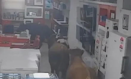 ¿No encontraron lo que buscaban? Grupo de vacas hacen ‘vandalismo’ al meterse a tienda de electrodomésticos