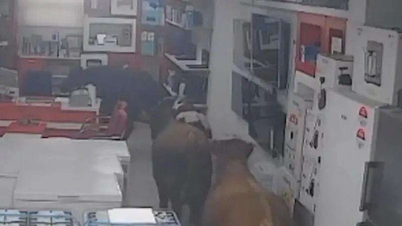 ¿No encontraron lo que buscaban? Grupo de vacas hacen ‘vandalismo’ al meterse a tienda de electrodomésticos