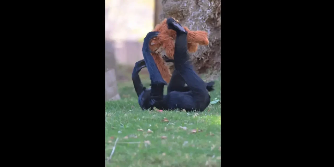 El ‘Efecto Punch’ llega a Arizona: El zoológico de Phoenix sorprende a su primate ‘Bodie’ con un regalo especial