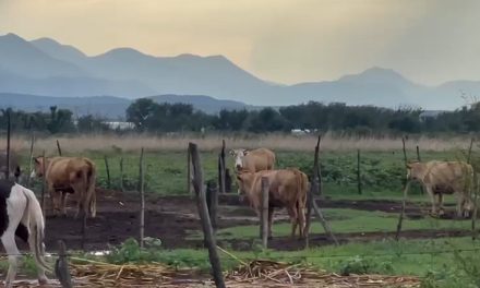 Afrontan  mediante alimento la intensa sequía en el estado