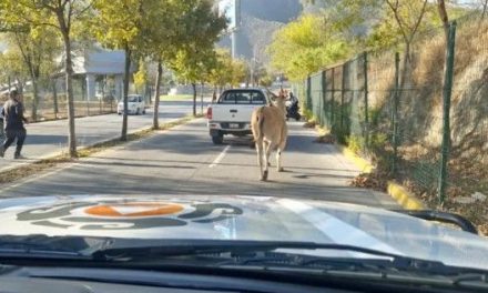 ¿Monterrey o Jumanji?, se escapa antílope de La Pastora