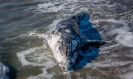 Ballena de 10 metros muere tras quedar varada en Sinaloa