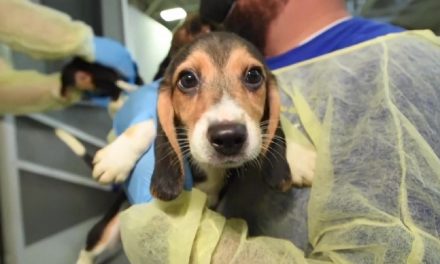 Arrestan a 20 activistas en Wisconsin tras irrupción y rescate de perros en granja de investigación