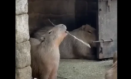 Capibara se roba las miradas en redes sociales jugando con un palito