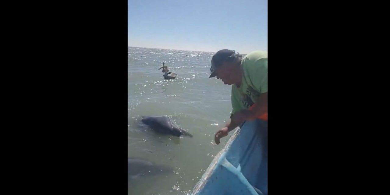 Delfines escoltan a pescadores en el Golfo de Santa Clara en Sonora