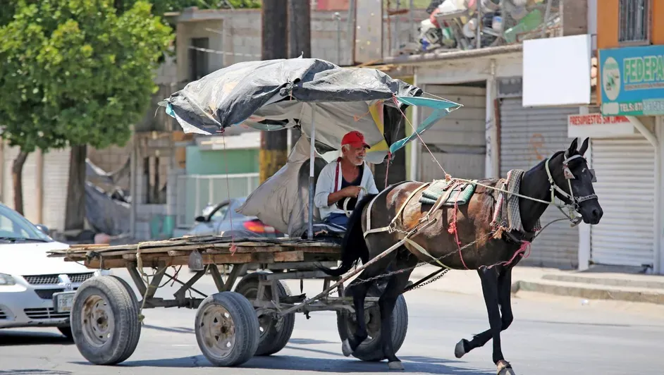 Avanza programa de sustitución de tracción animal por vehículos motorizados