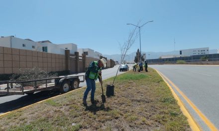 Fortalece Javier Díaz acciones de reforestación en la ciudad