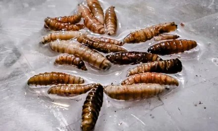 Reaparece el gusano barrenador en Guanajuato y ya suma presencia en 20 estados de México
