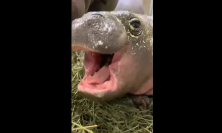 El bostezo que conquistó internet: El bebé hipopótamo Hugo se vuelve viral desde Michigan