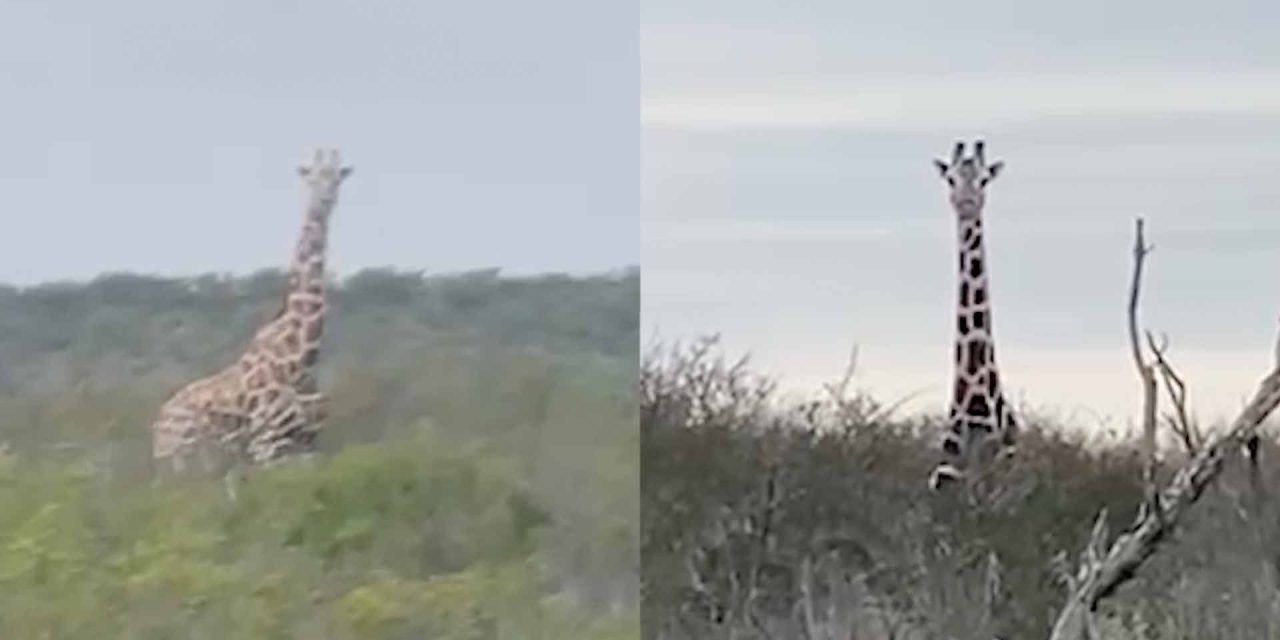 ¿Qué se sabe de la familia de jirafas que se encuentra en el desierto de Coahuila?