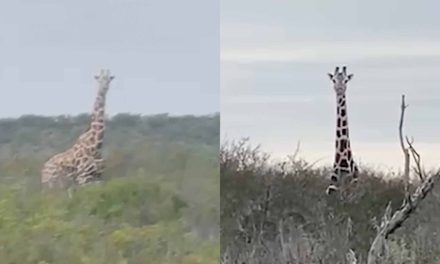 ¿Qué se sabe de la familia de jirafas que se encuentra en el desierto de Coahuila?