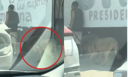 ¿Un león estuvo paseando con su dueño en Puerto Vallarta?